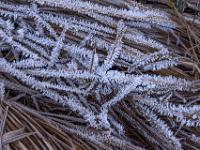 Grasbüschel überzogen mit Eiskristallen